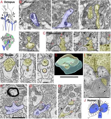 Invaginating Structures in Synapses – Perspective